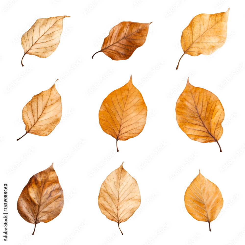 Twelve Dried Autumn Leaves Isolated on Transparent Background Twelve Dried Autumn Leaves Isolated on Transparent Background