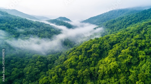 Misty Mountain Forest Aerial View of Lush Green Canopy, Nature, Landscape Photography, Drone Shot Nature Photography, Aerial Photography
