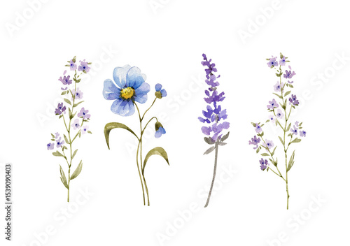 A set of watercolor illustrations featuring various blue and purple wildflowers on a white background. Suitable for cards, invitations and more.