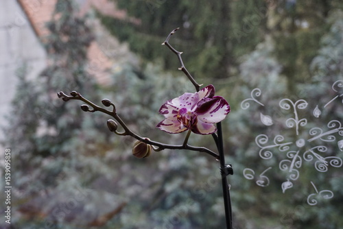colorful orchid on window looking outside