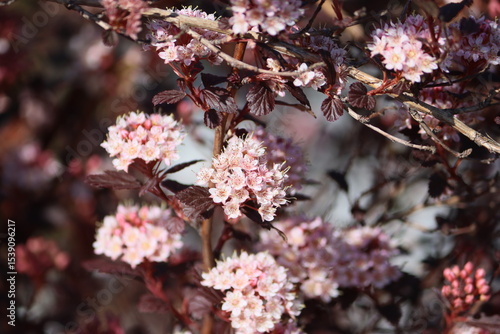 Sweden. Physocarpus opulifolius, known as common ninebark, Eastern ninebark, Atlantic ninebark, or simply ninebark, is a species of flowering plant in the rose family Rosaceae.