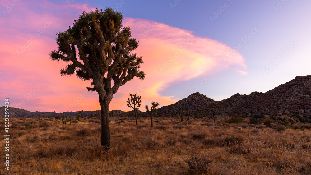 Obraz premium Joshua Tree in Desert Landscape at Sunset with Vibrant Sky
