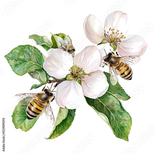 Apple Blossoms Buzzing Bees, watercolor vector, isolated on a white background.