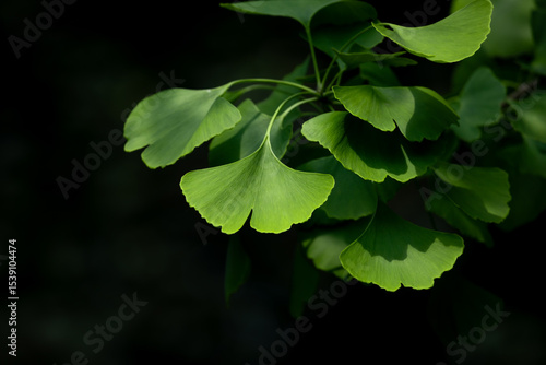 Close-up of Ginkgo biloba leaves back lit.