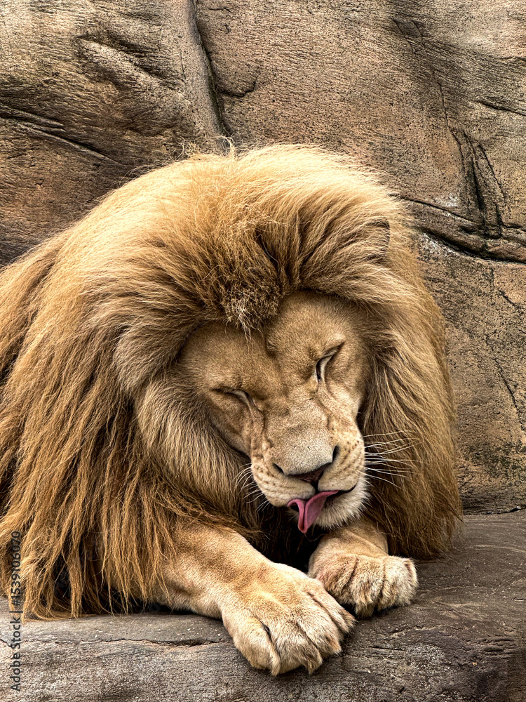 Naklejka premium portrait of a lion in a zoo