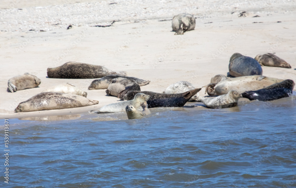 Fototapeta premium Group of Seals Resting on Rocky Shoreline by Calm Blue Water Under Bright Sunlight
