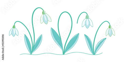 Delicate floral illustration of snowdrop flowers in a clean vector style, perfect for spring and summer vacation illustration set design projects with a transparent background.