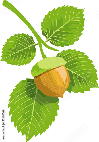 Hazelnut with Leaves Vector – Realistic Botanical Nut Illustration for Food, Nature, and Autumn Design