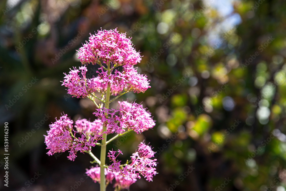 Obraz premium Charming pink flowers, Centranthus ruber, macro, there is space for text