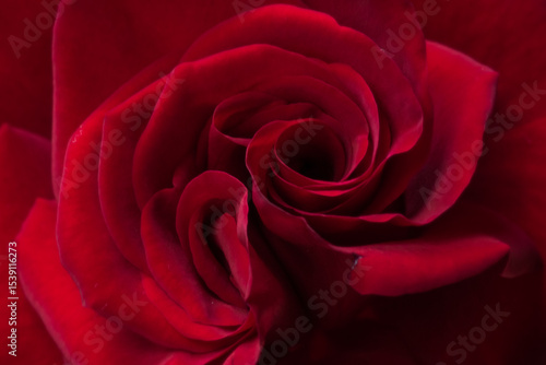 Fibonacci essence in nature; the growth spiral of the rose