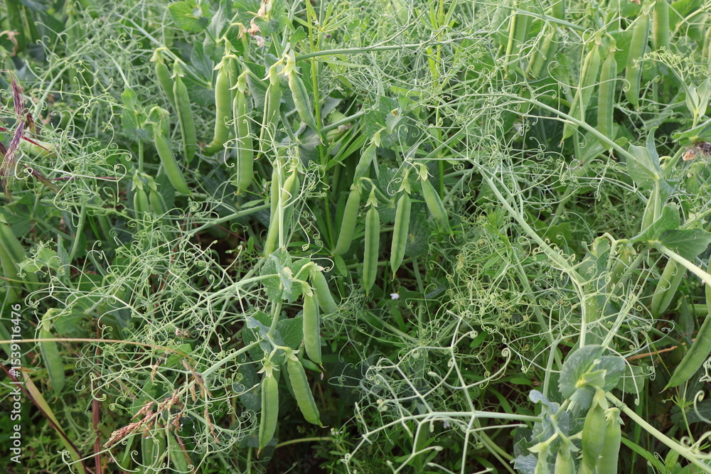 Obraz premium Garden peas growing in a field , fresh, picking, sweet, split, peapod, fruit, green, vegetarian, vegetables, cultivate, cultivation, pisum, sativum, seed, botanical, plant, ripe, legume, pod-shaped, c
