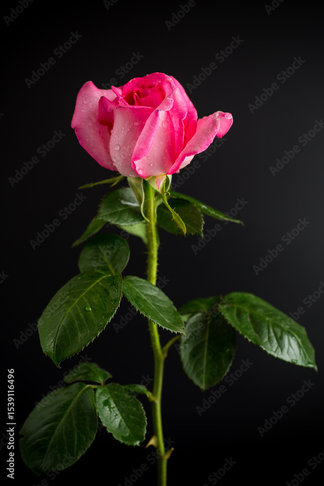 Obraz premium Single rose flower on black background