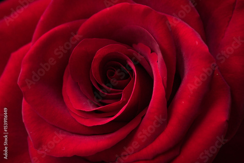 Fibonacci essence in nature; the growth spiral of the rose