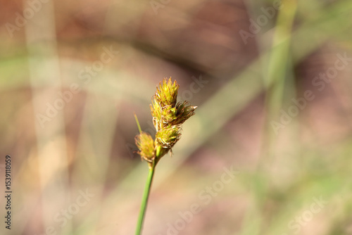 Oval sedge, Carex leporina