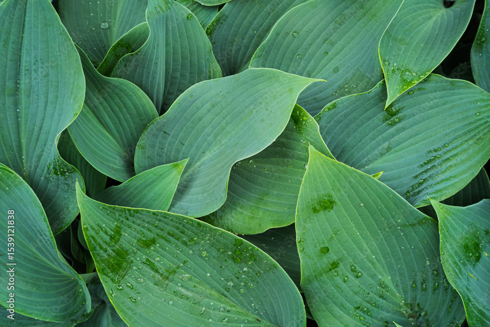 Obraz premium Fresh Green Hosta Leaves with Rain Drops Natural Background Texture