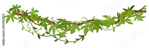 Evergreen climbing plant. Cartoon rainforest liana vines, jungle liana plants, tropical climbing ivy creepers flat vector illustration. Exotic ivy creeper