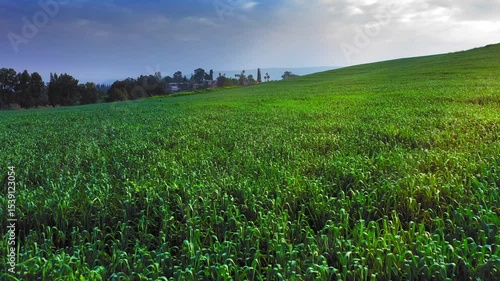 agricultural field in israel near kibbutz. drone camera flies over green spring field with kibbutz and blue sky in background. High quality 4k footage