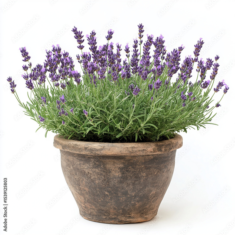 Naklejka premium lavender flowers in a pot