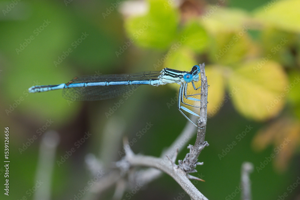blue dragon fly blue dragon fly