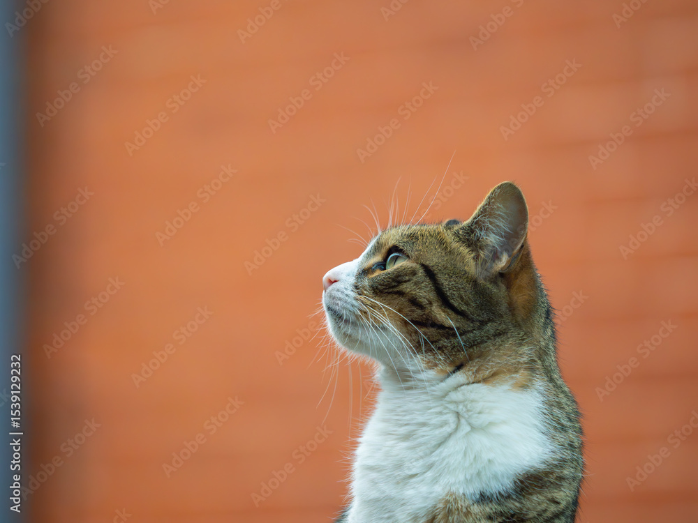 Naklejka premium Profile of a tabby cat