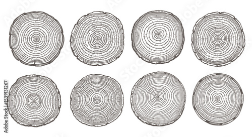 Collection of Detailed Tree Rings Cross Sections Vector Illustration