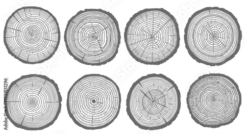 Collection of Detailed Tree Rings Cross Sections High-Resolution Illustrations