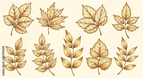 Collection of Golden Autumn Leaves Hand-Drawn Vector Illustrations