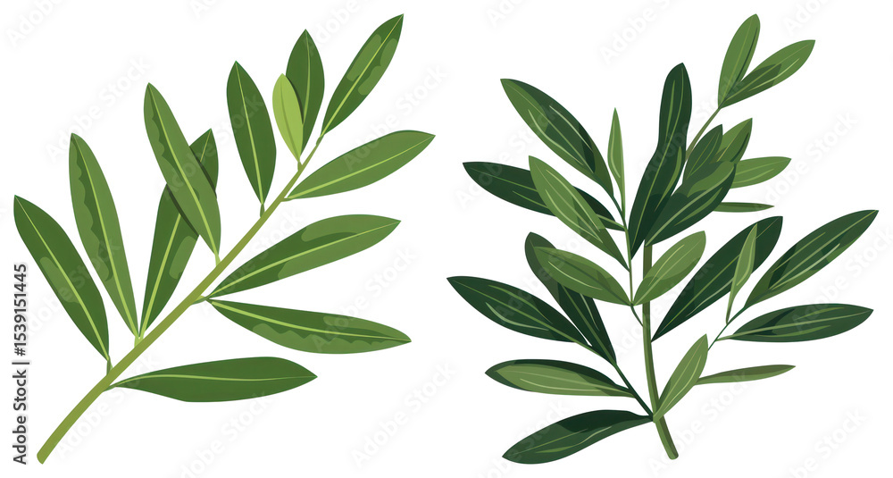 Obraz premium PNG Vibrant green olive branches illustration, element set on transparent background