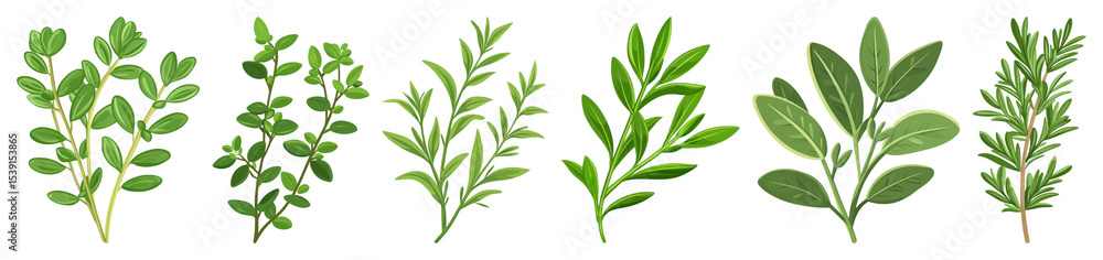 Obraz premium PNG Herbs illustration for culinary use, element set on transparent background