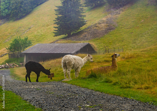three beautiful multi-colored llamas in the mountains on a foggy morning