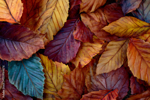 Colorful autumn leaves background. 
