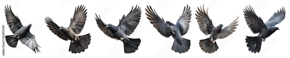Fototapeta premium PNG Flying birds in motion, element set on transparent background
