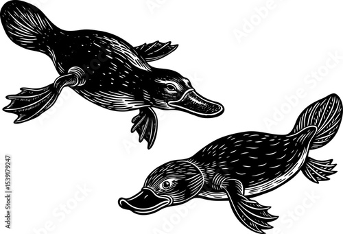 A platypus floating, isolated on a white background. Simple and cute swimming Platypus illustration with outlines