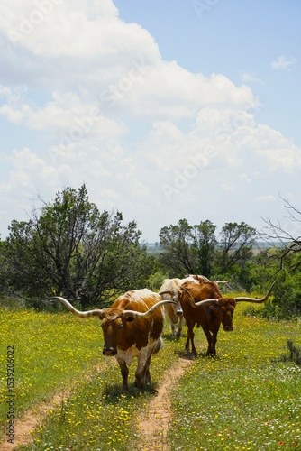 Longhorn in the Pasture III
