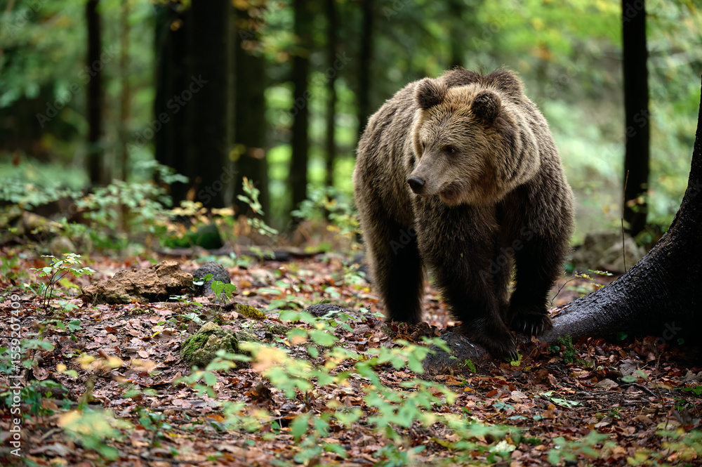 European brown bear walking through forest in autumn light European brown bear walking through forest in autumn light