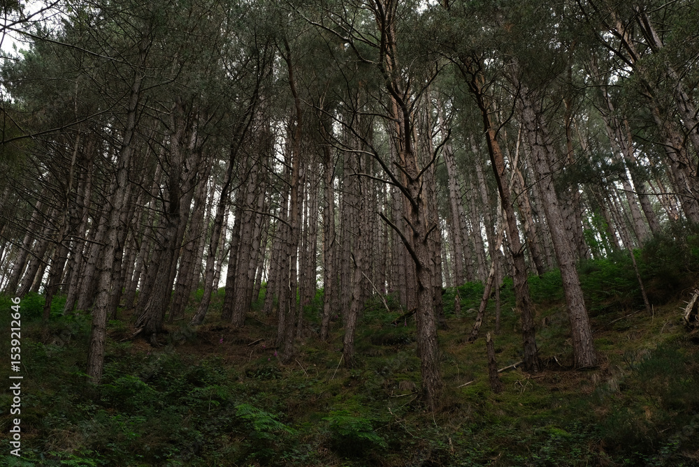 Fototapeta premium Clywd Forest in North Wales