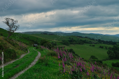 Wallpaper Mural Clywd Forest in North Wales Torontodigital.ca