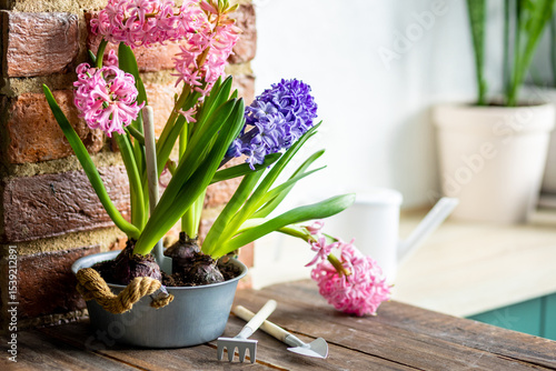 Spring floral home decor, cozy atmosphere. Bright fresh purple and pink bulbous hyacinth flowers on wooden windowsill. Springtime gardening concept. Sustainable lifestyle, earth day