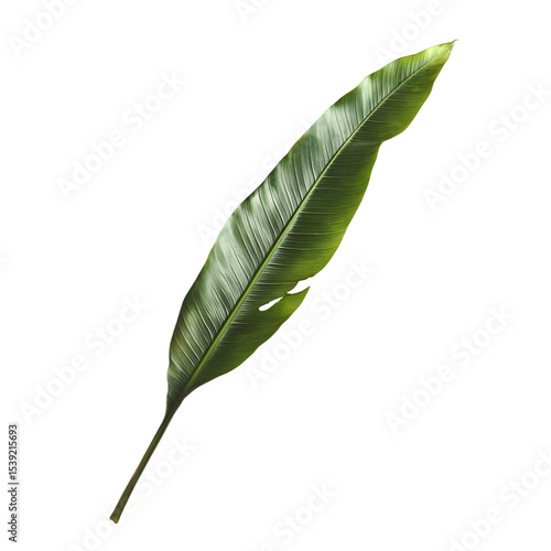 Long green tropical banana leaf with natural tear and realistic glossy texture isolated on transparent surface