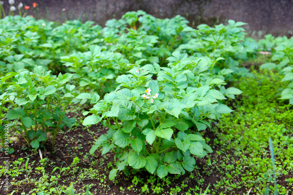Potato plants growing in the garden Potato plants growing in the garden