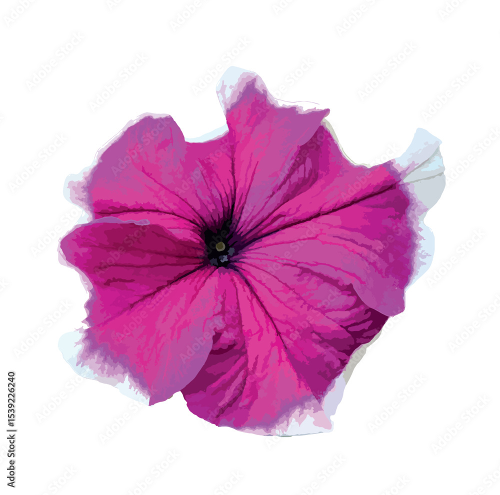 Isolated bicolor Petunia × hybrida flower with vivid magenta petals and white edges on white background. Petunia 'Blue Frost' flower. Ideal for botanical and floral designs, graphic compositions. Isolated bicolor Petunia × hybrida flower with vivid magenta petals and white edges on white background. Petunia 'Blue Frost' flower. Ideal for botanical and floral designs, graphic compositions.