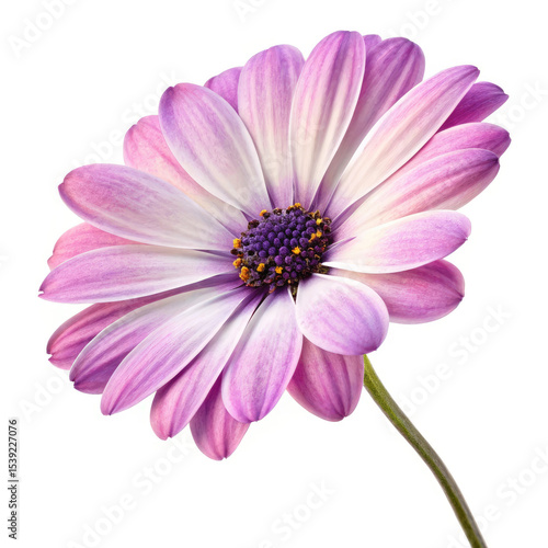pink daisy isolated on white