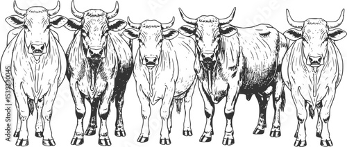 A Group Of Cows Standing Next To Each Other On A White Background. Farm cattle bulls. Different breeds of domestic animals. Engraved hand drawn monochrome sketch. Vintage line art