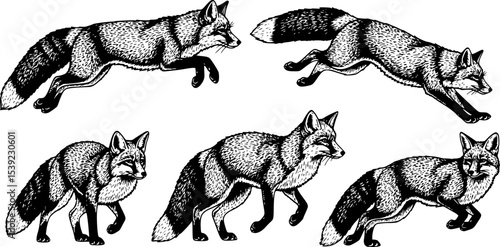 Wild red fox set. Forest ginger animal flying and jumping. Vector Engraved hand drawn Vintage sketch for label or poster.
