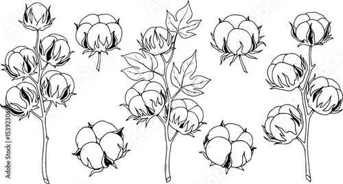 Organic cotton plant illustration. Hand drawn line wedding herb, elegant leaves and badges logo template. Vintage stamp labels for tag. Line and Ink sketch. Botanical trendy greenery. Vintage style.