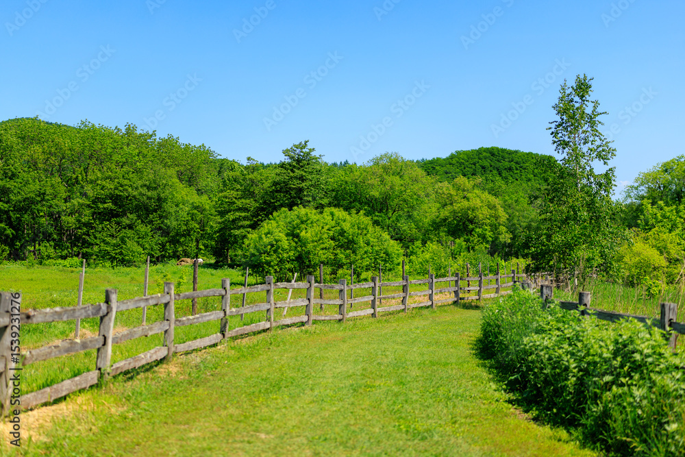 Fototapeta premium 牧場の風景