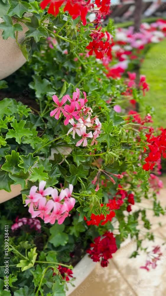 colorful geranium flowers in the garden colorful geranium flowers in the garden