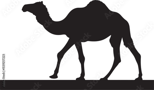 camel on the beach