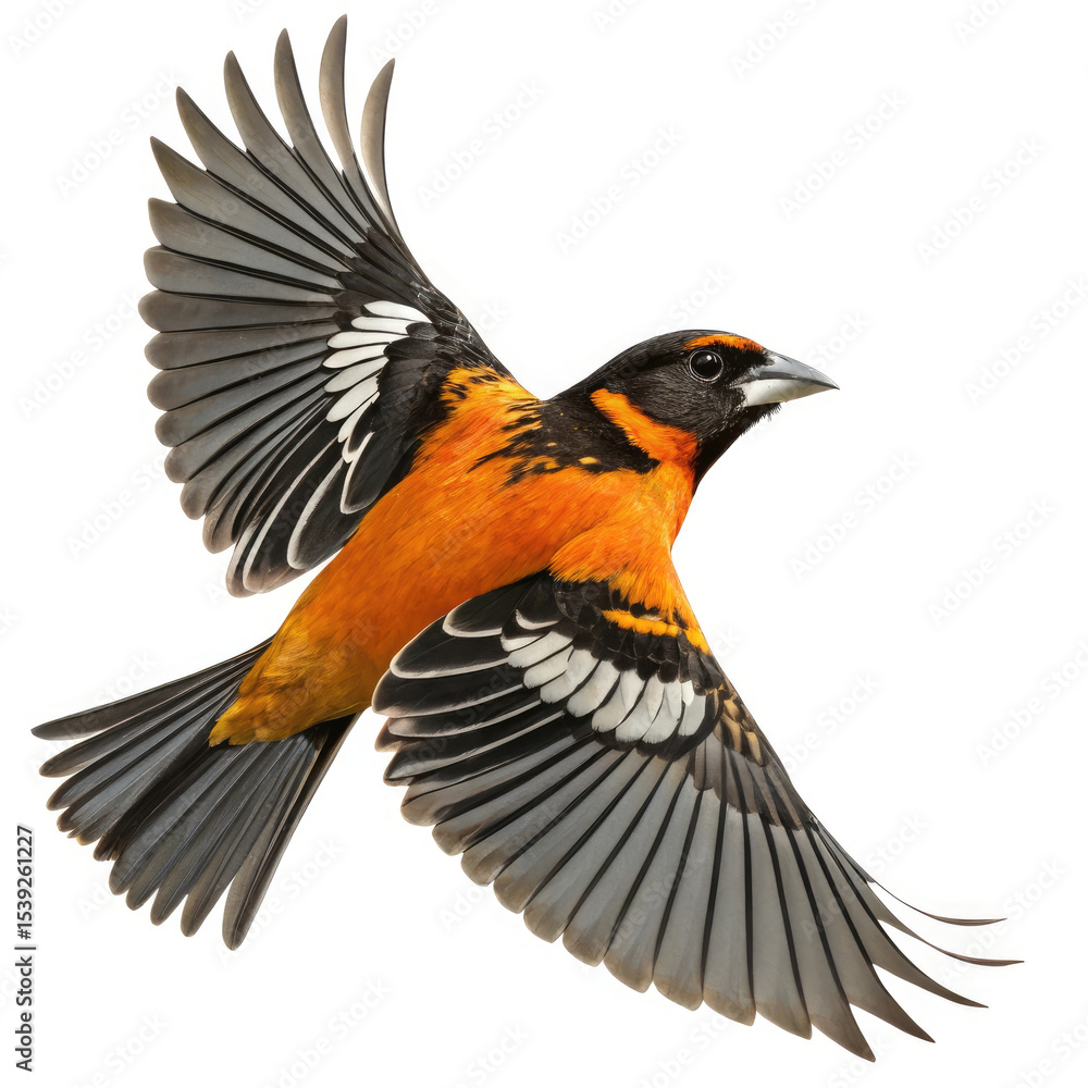 Fototapeta premium black winged blackbird isolated