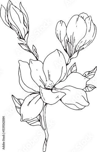 hand drawn vector lineart magnolia flower botanical illustration 